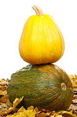 Image showing Ripe pumpkins