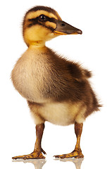 Image showing Domestic duckling