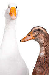 Image showing Duck and goose