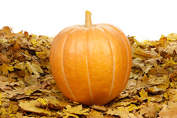 Image showing Ripe pumpkins