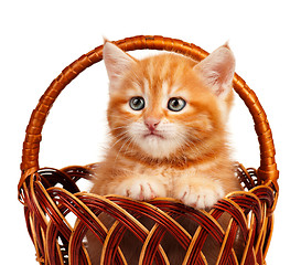 Image showing Red kitten