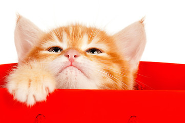 Image showing Red kitten