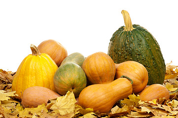 Image showing Ripe pumpkins