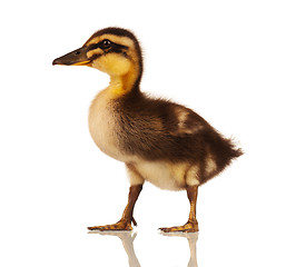 Image showing Domestic duckling