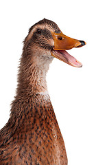 Image showing Domestic duck