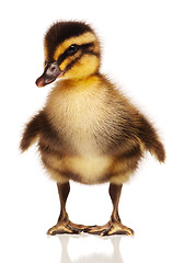 Image showing Domestic duckling