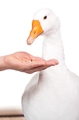 Image showing Domestic goose