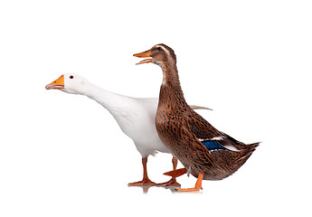 Image showing Duck and goose