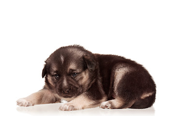 Image showing Cute puppy