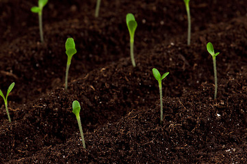 Image showing Green seedling