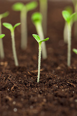 Image showing Green seedling