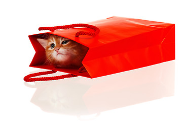 Image showing Red kitten