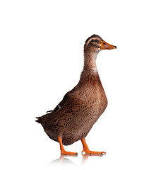 Image showing Domestic duck