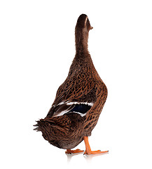 Image showing Domestic duck