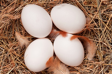 Image showing Eggs in nest