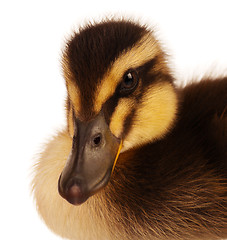 Image showing Domestic duckling