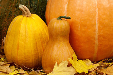 Image showing Ripe pumpkins