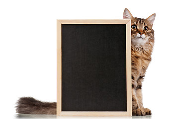 Image showing Cat with blackboard