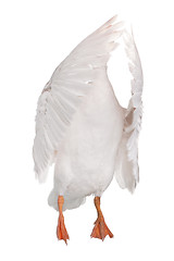 Image showing Domestic goose