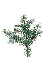 Image showing Fir branch