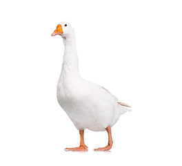 Image showing Domestic goose