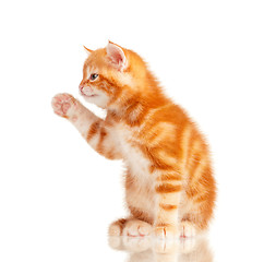 Image showing Red kitten