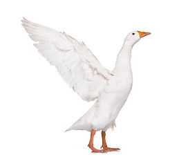 Image showing Domestic goose