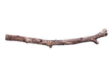 Image showing Tree branch