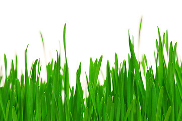 Image showing Wheat grass