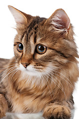 Image showing Portrait of cat