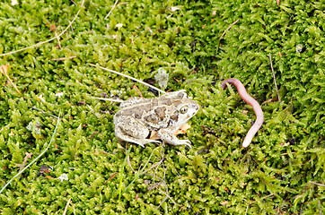 Image showing garlic spadefoot toad pelobates fuscus earthworm 