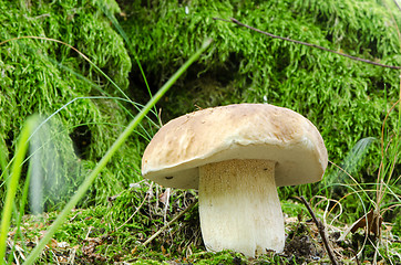 Image showing cep penny bun porcino boletus edulis mushroom 