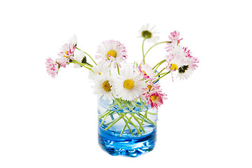 Image showing Flowers of a daisy in a glass, it is isolated on white