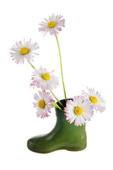 Image showing Bouquet of daisies in a boot, it is isolated on white.