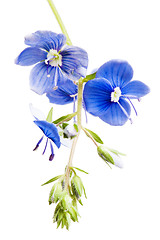 Image showing Dark blue field flower, it is isolated on white