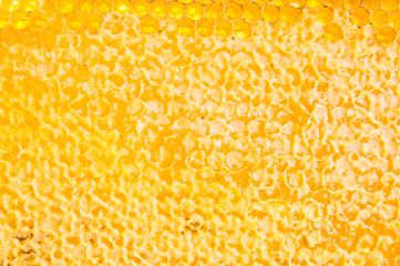 Image showing frame with honeycomb full of honey