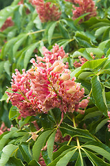 Image showing Blossoming decorative bush, close up