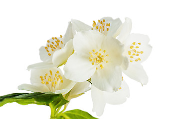 Image showing Flowers of a jasmin, close up