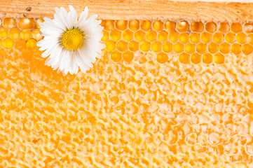 Image showing Daisy on a background of honeycombs 