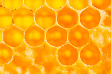 Image showing frame with honeycomb full of honey