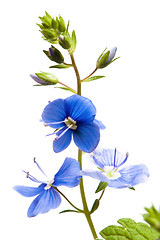 Image showing Dark blue field flower, it is isolated on white