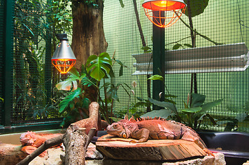 Image showing Big iguana lizard in terrarium