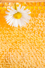 Image showing Daisy on a background of honeycombs 