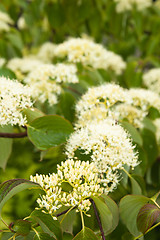 Image showing Blossoming decorative bush, close up