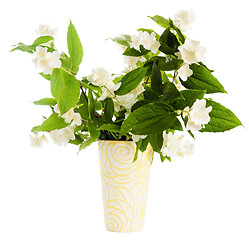Image showing Flowers of a jasmin in a vase, it is isolated on white