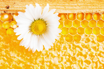 Image showing Daisy on a background of honeycombs 