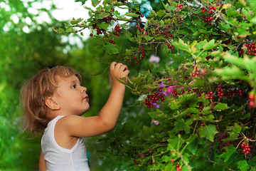 Image showing blond kid reaching ripe red currants