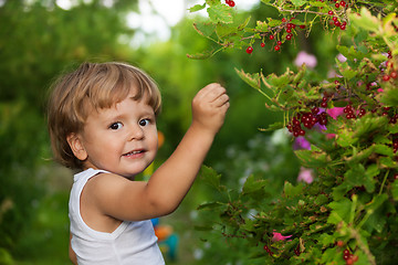 Image showing funny kid picking up red currants