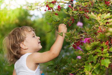 Image showing sunny day in the garden