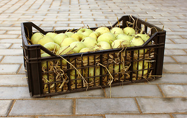 Image showing Apples in a plastic box